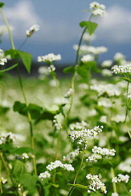 포토 JPG 해외이미지 아시아 음식 백그라운드 자연 하늘 밥 동양인 풍경 사람없음 야외 초록색 농작물 농장 농경지 시골 황금 낟알 땅 메밀 유기농 내추럴 논밭 해외202004 해외포토 웰빙 나라 컬러 밭 농업 식재료 논 인종 생태계 파일형식 이미지허브