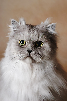 포토 JPG 해외이미지 동물 얼굴 포즈 포유류 수염 털 사람없음 반려동물 머리카락 고양이 회색 표현 우아함 달콤 모피 순수 코 부드러움 솜털 기르기 돌봄 동반자 유래 해외202004 해외포토 컬러 컨셉 모션 신체부위 머리 감각 맛 파일형식 이미지허브