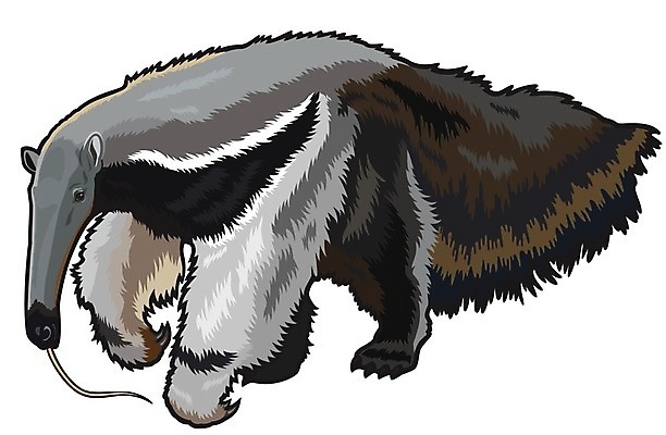 EPS 해외이미지 동물 척추동물 야생동물 일러스트 포유류 자연 생물 동물원 걷기 환경 황무지 남아메리카 숲 열대우림 혀 대륙 흰배경 그림 코 서식지 거인 고립 동물상 아마존 이국적 특별함 해외202004 해외일러스트 백그라운드 컨셉 모션 아메리카 신체부위 조형물 흰색 입 생태계 파일형식 벡터 이미지허브