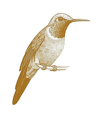 EPS 해외이미지 꽃 곤충 백그라운드 일러스트 자연 조류 잉크 미술 그래픽 연필 펜 난초 스케치 벌새 이국적 해외202004 해외일러스트 식물 동물 문화예술 학용품 필기구 생태계 파일형식 벡터 이미지허브