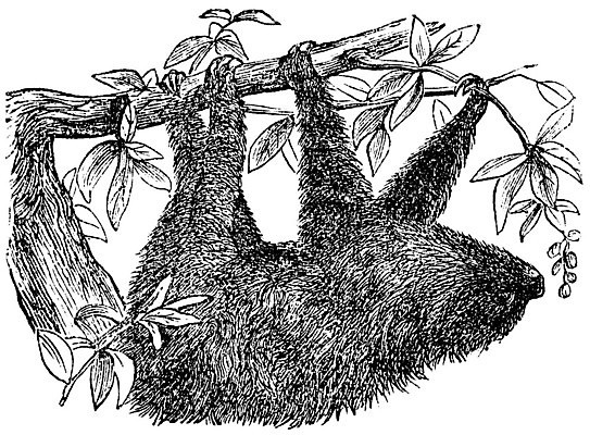 EPS 해외이미지 동물 척추동물 야생동물 2 일러스트 포유류 초식동물 털 미술 검은색 수확 골동품 흰색 그림 발가락 판화 동물상 옛날 해외202004 해외일러스트 컬러 농업 발 문화예술 조형물 파일형식 벡터 이미지허브