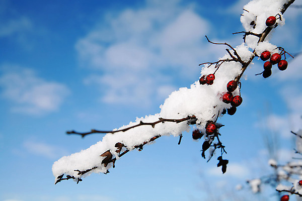 포토 JPG 해외이미지 나무 식물 계절 여행 크리스마스 겨울 자연 하늘 아침 풍경 사람없음 파란색 태양 일출 얼음 추위 안개 흰색 시간 해외202004 해외포토 주간 자연요소 기념일 컬러 날씨 노을 생태계 파일형식 이미지허브
