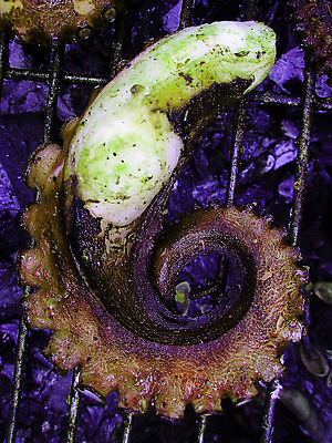 포토 JPG 해외이미지 동물 전통 접시 아시아 음식 백그라운드 토마토 채소 밥 새우 건강 육류 어류 요리 동양인 사람없음 빨간색 여름 세트 식당 일본 식사 저녁식사 튀김 흰색 신선 맛 그릴 바비큐 굽기 해산물 문어 가리비 촉수 건강식 점심식사 삶기 해외202004 해외포토 식기 계절 나라 컬러 컨셉 식재료 주방용품 조개 연체동물 갑각류 인종 상점 수중동물 구이 파일형식 이미지허브