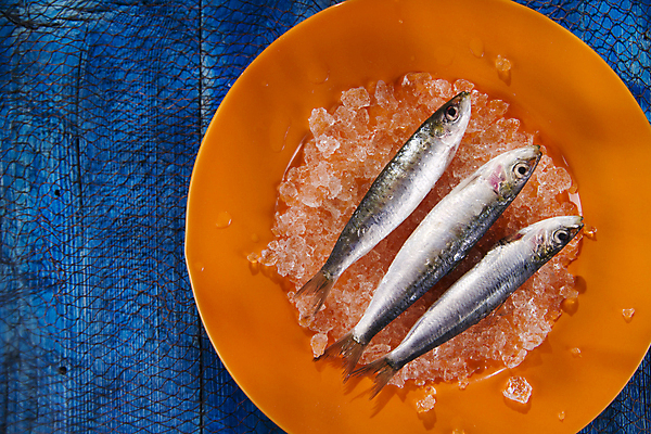포토 JPG 해외이미지 접시 식재료 실내 사람없음 얼음 신선 파란배경 멸치 앤초비 해외202004 해외포토 자연요소 식기 백그라운드 어류 내부 파란색 파일형식 이미지허브
