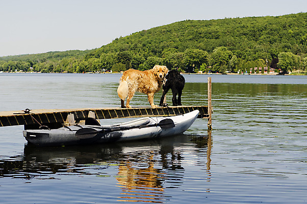 포토 JPG 해외이미지 계절 공원 호수 포즈 포유류 털 사람없음 야외 목재 초록색 햇빛 반사 항구 맑음 침묵 환자 코트 기다림 황금 개 널 카누 카약 기르기 뱃놀이 복종 해외202004 해외포토 나무 동물 공공시설 컬러 배_교통 재료 의학 교통시설 모션 날씨 태양 전통놀이 소리 외투 수상스포츠 돌봄 파일형식 이미지허브