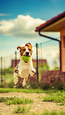 포토 JPG 해외이미지 동물 공원 행복 스포츠 포즈 밭 장난 포유류 모션 자연 놀이 기술 건강 잔디 사람없음 야외 반려동물 장난감 달리기 운동 점프 봄 기쁨 에너지 게임 잡기 개 작음 속도 흥분 비글 송곳니 신앙심 요령 해외202004 해외포토 식물 계절 공공시설 감정 농업 치아 크기 생태계 파일형식 이미지허브