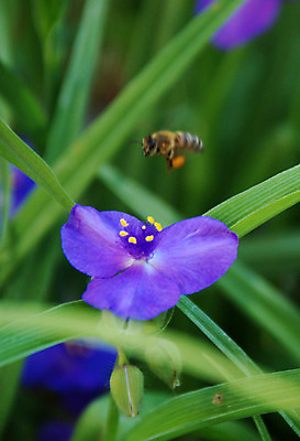 포토 JPG 해외이미지 식물 꽃 분홍색 백그라운드 꽃무늬 밭 자연 하늘 왕관 프레임 사람없음 야외 여름 파란색 우주 정원 맑음 봄 들꽃 성장 신선 개화 닫기 6월 묘사 원예 내추럴 해외202004 해외포토 계절 컬러 무늬 농업 모션 날씨 취미 날짜 생태계 파일형식 이미지허브