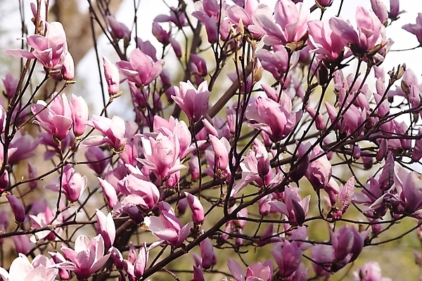 포토 JPG 해외이미지 나무 식물 계절 꽃잎 꽃 분홍색 잎 자연 친절 사람없음 야외 햇빛 정원 맑음 봄 벚꽃 신선 오픈 순수 싱글 향기 목련 많음 부족함 해외202004 해외포토 컬러 컨셉 날씨 태양 생태계 냄새 파일형식 이미지허브