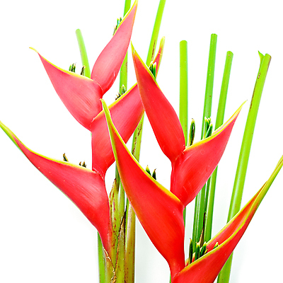 포토 JPG 해외이미지 나무 식물 공원 꽃잎 꽃 줄기 백그라운드 잎 꽃무늬 자연 풍경 사람없음 야외 장식 빨간색 초록색 컬러풀 노란색 정원 봄 벚꽃 흰색 숲 열대우림 묘사 하와이 내추럴 강렬 고립 이국적 파라다이스 해외202004 해외포토 계절 공공시설 컬러 무늬 미국 생태계 파일형식 이미지허브