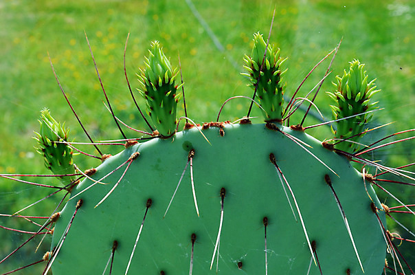 포토 JPG 해외이미지 식물 꽃 백그라운드 농업 오렌지 과일 자연 새로움 선인장 건조 건강 사람없음 초록색 컬러풀 정원 사막 성장 벚꽃 가시 척추 묘사 준비 유기농 날카로움 숙성 식용 이국적 해외202004 해외포토 웰빙 산업 컬러 컨셉 뼈 생태계 파일형식 이미지허브