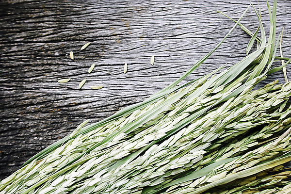 포토 JPG 해외이미지 식물 아시아 음식 백그라운드 잎 농업 재료 자연 밥 건조 씨앗 동양인 사람없음 농작물 농장 농경지 갈색 노란색 환경 중국 수확 황금 낟알 인도인 시리얼 밀 가득함 결 섬유 동쪽 흐림 논밭 생태학 숙성 수평선 해외202004 해외포토 외국인 교육 나라 산업 컬러 무늬 밭 날씨 곡류 논 인종 직물 방향 생태계 파일형식 이미지허브