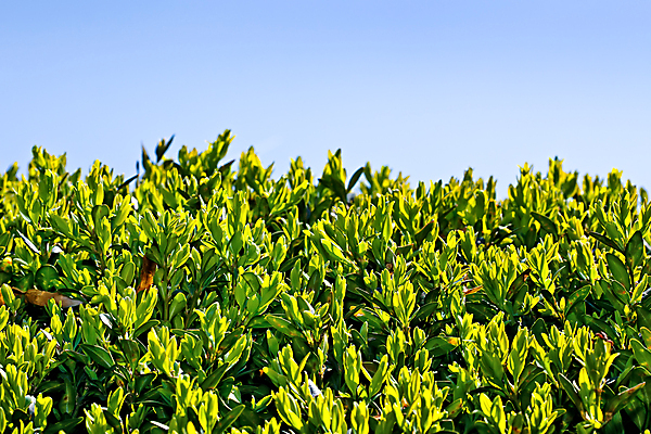 포토 JPG 해외이미지 식물 공원 백그라운드 잎 꽃무늬 패턴 자연 추상 그림자 사람없음 야외 목재 초록색 여름 빛 햇빛 태양 정원 활발 나뭇가지 묘사 질감 생물학 문학 내추럴 전국 해외202004 해외포토 자연요소 나무 계절 공공시설 교육 꽃 컬러 컨셉 무늬 재료 생태계 파일형식 이미지허브
