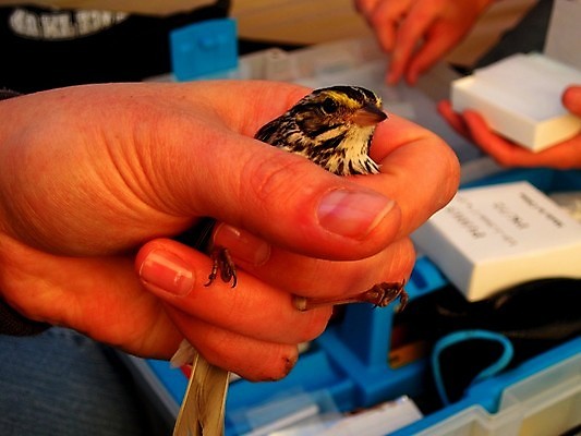포토 JPG 해외이미지 동물 손 야생동물 자연 조류 사람없음 야외 보호 깃털 참새 내추럴 해외202004 해외포토 컨셉 신체부위 생태계 파일형식 이미지허브
