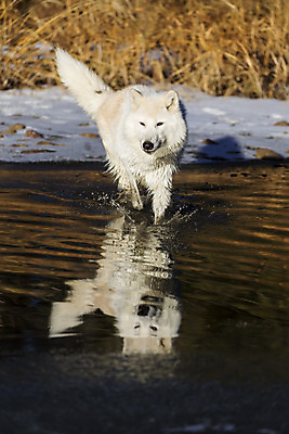 포토 JPG 해외이미지 주간 한마리 야생동물 사람없음 야외 강 반사 늑대 건너기 북극늑대 해외202004 해외포토 자연요소 동물 1 포유류 모션 파일형식 이미지허브