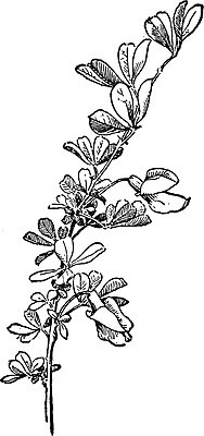 EPS 해외이미지 나무 꽃 선 잎 일러스트 미술 씨앗 동양인 노란색 검은색 수확 흰색 작음 그림 판화 꼬투리 베어링 해외202004 해외일러스트 식물 컬러 농업 문화예술 인종 크기 파일형식 벡터 이미지허브