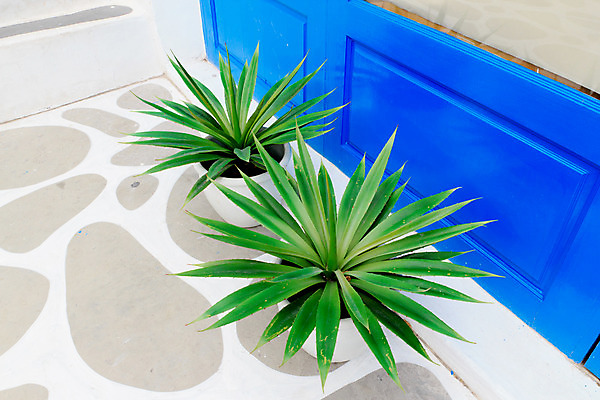 포토 JPG 해외이미지 나무 식물 꽃 화초 백그라운드 잎 꽃무늬 자연 주택 실내 건강 사람없음 내부 장식 초록색 빛 갈색 머리 정원 성장 흰색 신선 화려 컨테이너 오브젝트 원예 빛망울 내추럴 고립 심기 정중 해외202004 해외포토 산업 컬러 컨셉 무늬 모션 취미 건물 신체부위 생태계 파일형식 이미지허브