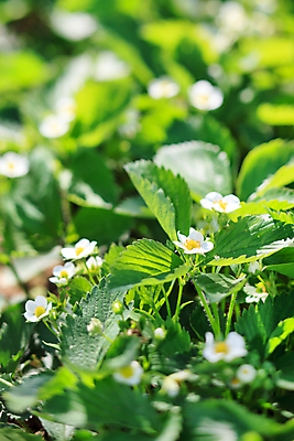 포토 JPG 해외이미지 식물 열매 꽃 음식 잎 밭 농업 다이어트 채소 과일 자연 딸기 산 건강 풍경 사람없음 야외 초록색 여름 농작물 태양 농장 정원 식사 흙 수확 안개 성장 흰색 시골 신선 달콤 맛 먹기 허브 상쾌 유기농 내추럴 숙성 채식주의자 해외202004 해외포토 자연요소 웰빙 계절 감정 산업 컬러 컨셉 모션 날씨 생태계 채식 파일형식 이미지허브