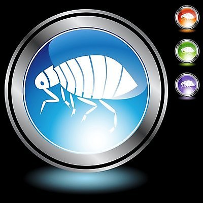 EPS 해외이미지 동물 곤충 일러스트 반려동물 고양이 흰색 개 벌레 토막 기생충 고립 해외202004 해외일러스트 컬러 포유류 바이러스 파일형식 벡터 이미지허브