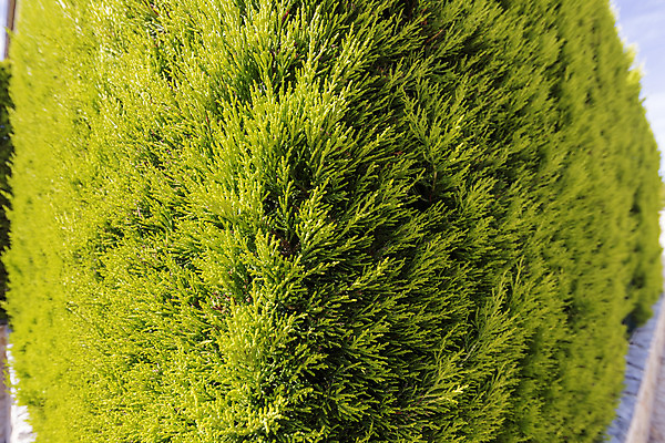 포토 JPG 해외이미지 나무 식물 디자인 계절 공원 백그라운드 잎 자연 추상 사람없음 야외 장식 초록색 여름 빛 울타리 컬러풀 정원 성장 나뭇가지 신선 묘사 질감 에메랄드 상록수 침엽수 내추럴 삼나무 세련 해외202004 해외포토 공공시설 컬러 무늬 담장 보석 생태계 파일형식 이미지허브