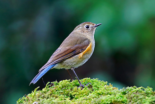 포토 JPG 해외이미지 나무 동물 여자 남자 아시아 얼굴 야생동물 백그라운드 날개 자연 조류 사람없음 야외 목재 가로 초록색 컬러풀 머리 환경 나뭇가지 막대기 닫기 숲 깃털 꼬리 부리 서식지 생태학 이국적 히말라야 해외202004 해외포토 식물 교육 나라 컬러 재료 모션 사람 신체부위 생태계 파일형식 산맥 이미지허브