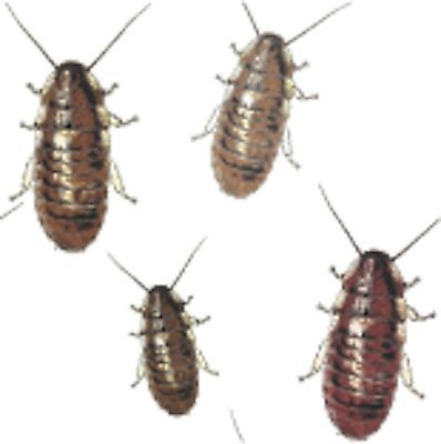 EPS 해외이미지 동물 곤충 백그라운드 패턴 일러스트 생물 그래픽 갈색 노란색 할로윈 흰색 그룹 해충 벌레 지저분함 큼 공격 스케치 오브젝트 그림 질감 정사각형 기생충 기어가기 고립 마다가스카르 혼란 못생김 오싹 해외202004 해외일러스트 도형 컬러 컨셉 무늬 모션 미술 감각 바이러스 크기 파일형식 벡터 이미지허브