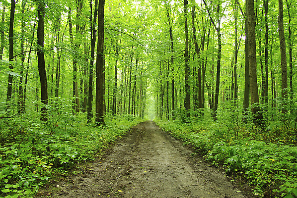 포토 JPG 해외이미지 길 자연 아침 따뜻함 그림자 사람없음 초록색 여름 빛 태양 일출 안개 숲 부드러움 내추럴 방법 삼림지대 해외202004 해외포토 주간 자연요소 계절 컬러 날씨 노을 감각 생태계 파일형식 이미지허브