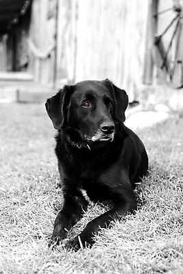 포토 JPG 해외이미지 동물 여자 자연 실험 사람없음 반려동물 농장 쌓기 검은색 흰색 개 래브라도리트리버 묘사 송곳니 경보 기르기 옛날 해외202004 해외포토 컬러 농업 포유류 모션 사람 리트리버 치아 생태계 돌봄 파일형식 이미지허브