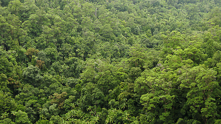 포토 JPG 해외이미지 나무 식물 계절 공원 백그라운드 잎 패턴 자연 벽지 추상 왕관 사람없음 야외 목재 초록색 컬러풀 햇빛 평화 환경 카펫 호주 정상 숲 질감 내추럴 해외202004 해외포토 공공시설 컬러 컨셉 무늬 재료 태양 오세아니아 생태계 파일형식 이미지허브