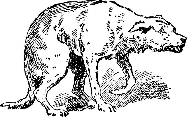 EPS 해외이미지 일러스트 사람없음 고통 빈티지 개 판화 해외202004 해외일러스트 감정 컨셉 포유류 미술 파일형식 벡터 이미지허브