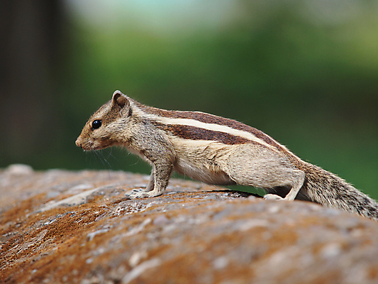 포토 JPG 해외이미지 나무 동물 1 응시 공원 야생동물 겨울 포유류 자연 벽지 생물 수염 털 사람없음 야외 목재 빨간색 초록색 여름 갈색 회색 견과류 가을 흰색 나뭇가지 설치류 숲 작음 모피 먹기 호기심 꼬리 다람쥐 여우 솜털 서식지 내추럴 해외202004 해외포토 식물 시선 계절 공공시설 감정 컬러 컨셉 재료 모션 크기 생태계 파일형식 이미지허브