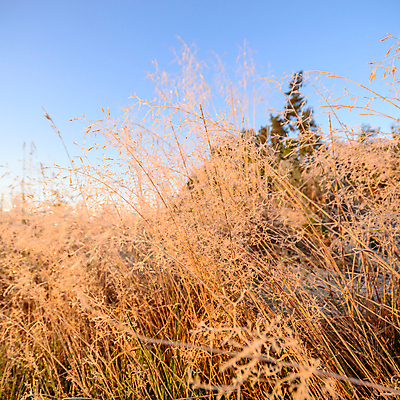 포토 JPG 해외이미지 식물 계절 공원 꽃 백그라운드 잎 밭 농업 자연 날씨 풍경 잔디 사람없음 야외 초록색 여름 빛 햇빛 태양 농장 노란색 환경 정원 맑음 일몰 봄 성장 흰색 시골 신선 낟알 땅 허브 내추럴 땅바닥 생태학 해외202004 해외포토 자연요소 공공시설 교육 산업 컬러 바닥 노을 생태계 파일형식 이미지허브