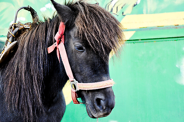 포토 JPG 해외이미지 모양 동물 계절 크리스마스 겨울 비즈니스 포유류 모션 자연 추상 휴가 새로움 이벤트 사람없음 장식 빨간색 반려동물 달리기 농장 갈색 머리 목장 달력 축하 시간 눈송이 날짜 승마 승차 12월 연도 시작 꼬리 갈기 조랑말 1월 월 해외202004 해외포토 기념일 스포츠 컬러 컨셉 무늬 농업 눈_날씨 신체부위 말_동물 생태계 파일형식 이미지허브