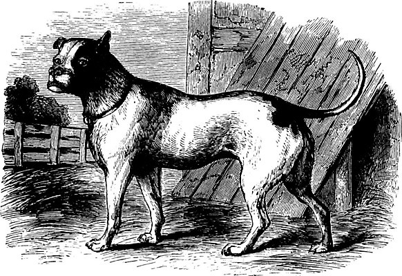 EPS 해외이미지 일러스트 사람없음 빈티지 판화 불독 해외202004 해외일러스트 컨셉 미술 개 파일형식 벡터 이미지허브