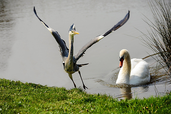 포토 JPG 해외이미지 호수 야생동물 이동 청소년 자연 조류 사람없음 물 강 연못 개울 행운 수비 둥지 공격 깃털 백조 영토 물새 보호구역 초식 해외202004 해외포토 자연요소 동물 컨셉 모션 사람 생태계 구역 파일형식 이미지허브