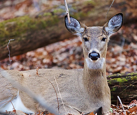 포토 JPG 해외이미지 나무 응시 야생동물 백그라운드 잎 사슴 털 사람없음 갈색 검은색 놀람 회색 가을 흰색 숲 큼 엽서 귀 경보 흥미 해외202004 해외포토 식물 동물 시선 계절 감정 컬러 컨셉 포유류 표정 신체부위 크기 편지 파일형식 이미지허브