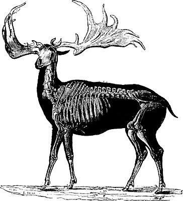 EPS 해외이미지 동물 야생동물 일러스트 자연 사슴 뼈 골격 뿔 미술 검은색 수확 골동품 흰색 큼 그림 생물학 판화 내추럴 동물상 변소 옛날 해외202004 해외일러스트 교육 컬러 농업 포유류 문화예술 조형물 크기 생태계 파일형식 벡터 이미지허브