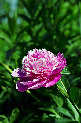 포토 JPG 해외이미지 식물 꽃잎 꽃 문화 분홍색 2 꽃무늬 자연 종류 사람없음 장식 빨간색 여름 컬러풀 노란색 정원 중국 봄 침대 신선 신용카드 닫기 큼 원예 조경 내추럴 생태학 핵심 해외202004 해외포토 계절 교육 아시아 컬러 가구 무늬 모션 취미 금융 크기 생태계 파일형식 이미지허브