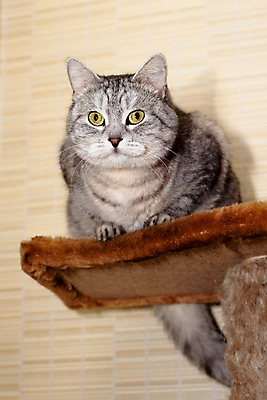 포토 JPG 해외이미지 동물 1 응시 벽 포즈 선반 주택 그림자 앉기 사람없음 내부 세로 반려동물 모래사장 갈색 고양이 회색 짜증 얼룩무늬 해외202004 해외포토 시선 감정 바다 컬러 가구 무늬 포유류 모션 건물 파일형식 이미지허브