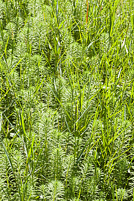 포토 JPG 해외이미지 식물 백그라운드 표면 사람없음 초록색 물 신선 개울 해외202004 해외포토 자연요소 컬러 강 파일형식 이미지허브