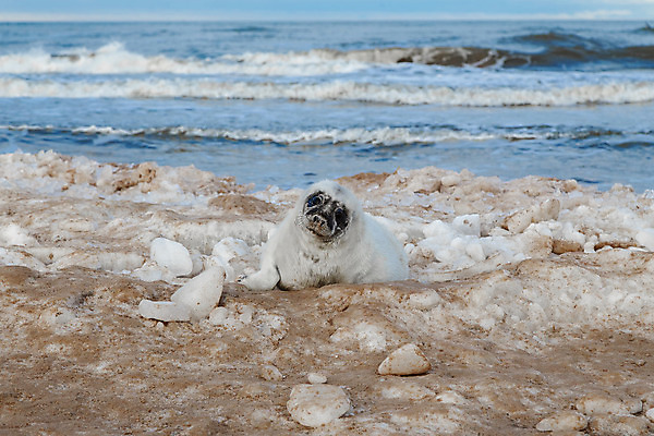 포토 JPG 해외이미지 동물 얼굴 바다 섬 겨울 포유류 자연 사랑 해변 사람없음 야외 물 귀여움 환경 코트 아기 보호 물개 모래언덕 멸종 생태학 해외202004 해외포토 자연요소 계절 교육 감정 컨셉 사람 신체부위 바다동물 외투 언덕 생태계 파일형식 이미지허브
