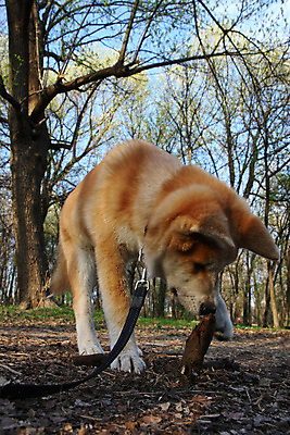 포토 JPG 해외이미지 동물 자연 놀이 사람없음 반려동물 일본 힘 용기 자신감 개 강아지 숲 기르기 지능 해외202004 해외포토 그릇 감정 아시아 포유류 생태계 돌봄 파일형식 이미지허브