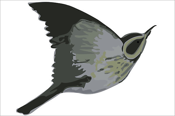 EPS 해외이미지 모양 동물 1 디자인 실루엣 야생동물 날개 일러스트 자연 조류 미술 그래픽 컴퓨터 어둠 회색 자유 소용돌이 흰색 점 화려 스케치 깃털 오브젝트 싱글 그림 고립 엘리먼트 옛날 해외202004 해외일러스트 컬러 컨셉 문화예술 촬영기법 전자제품 회오리 생태계 파일형식 벡터 이미지허브