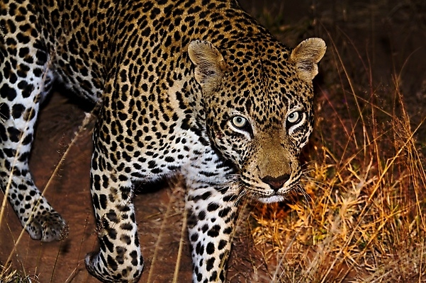 포토 JPG 해외이미지 나무 동물 응시 공원 얼굴 야생동물 스포츠 여행 포유류 아프리카 자연 수염 국립공원 사람없음 여행객 환경 고양이 나뭇가지 관찰 점 기다림 큼 검색 육식동물 표범 랜드마크 사바나 탄자니아 평야 해외202004 해외포토 멸종위기종 식물 시선 공공시설 나라 모션 사람 신체부위 반려동물 크기 생태계 파일형식 이미지허브