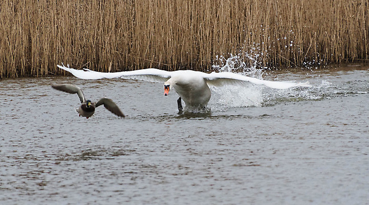포토 JPG 해외이미지 호수 오리 사람없음 목표 공격 백조 이륙 해외202004 해외포토 컨셉 모션 조류 파일형식 이미지허브