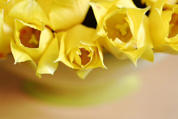 포토 JPG 해외이미지 식물 꽃잎 꽃 꽃다발 백그라운드 데이트 자연 탁자 엄마 선물 이벤트 사람없음 내부 장식 초록색 물 컬러풀 노란색 정원 꽃병 저녁식사 봄 튤립 벚꽃 물방울 축하 신선 이슬 4월 배열 서비스 내추럴 파스텔톤 많음 해외202004 해외포토 자연요소 계절 컬러 가구 컨셉 가족 식사 날짜 생태계 파일형식 이미지허브