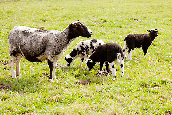 포토 JPG 해외이미지 동물 응시 밭 농업 포유류 가족 청소년 자연 하늘 엄마 새로움 털 풍경 사람없음 야외 초록색 파란색 농장 농경지 가축 봄 흰색 시골 아기 양 소 호기심 귀 양고기 내추럴 양모 결백 돌봄 밭일 해외202004 해외포토 시선 계절 감정 산업 컬러 컨셉 관계 모션 육류 사람 신체부위 직물 생태계 파일형식 이미지허브