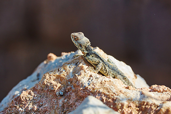 포토 JPG 해외이미지 동물 공원 아시아 별 야생동물 파충류 자연 사람없음 야외 컬러풀 머리 검은색 사막 흰색 용 못 그리기 작음 큼 피부 꼬리 도마뱀 동쪽 스파이크 내추럴 동물상 이스라엘 해외202004 해외포토 자연요소 공공시설 나라 컬러 모션 신체부위 조형물 공구 크기 방향 생태계 서아시아 파일형식 이미지허브