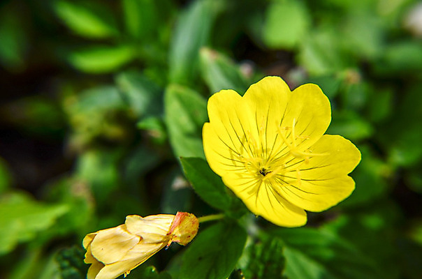 포토 JPG 해외이미지 식물 꽃잎 꽃 백그라운드 잎 꽃무늬 자연 사람없음 초록색 여름 태양 약 노란색 정원 봄 화장품 성장 벚꽃 흰색 개화 저녁 허브 피부 싱글 원예 내추럴 고립 돌봄 영원 해외202004 해외포토 자연요소 계절 컬러 무늬 의학 모션 취미 신체부위 뷰티 야간 생태계 파일형식 이미지허브