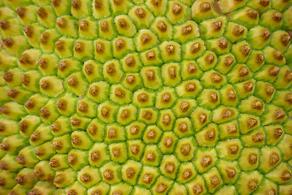 포토 JPG 해외이미지 식물 아시아 음식 백그라운드 패턴 농업 과일 자연 표면 추상 건강 씨앗 사람없음 초록색 노란색 줄무늬 껍질 신선 얼룩 거친 달콤 피부 묘사 유기농 질감 엘리먼트 해외202004 해외포토 웰빙 나라 산업 컬러 무늬 신체부위 맛 생태계 파일형식 이미지허브