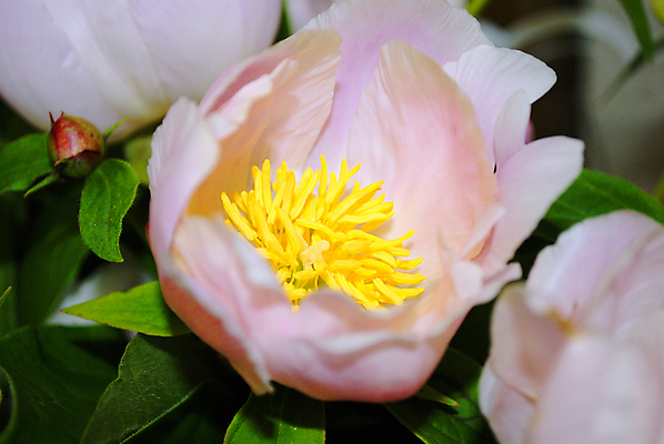 포토 JPG 해외이미지 꽃잎 꽃 분홍색 백그라운드 자연 사람없음 초록색 노란색 질감 해외202004 해외포토 식물 컬러 생태계 파일형식 이미지허브